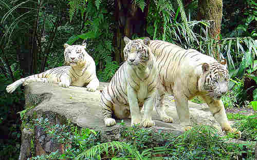 Singapore Zoo